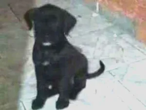 Cachorro raça Vira lata idade 2 a 6 meses nome Safira