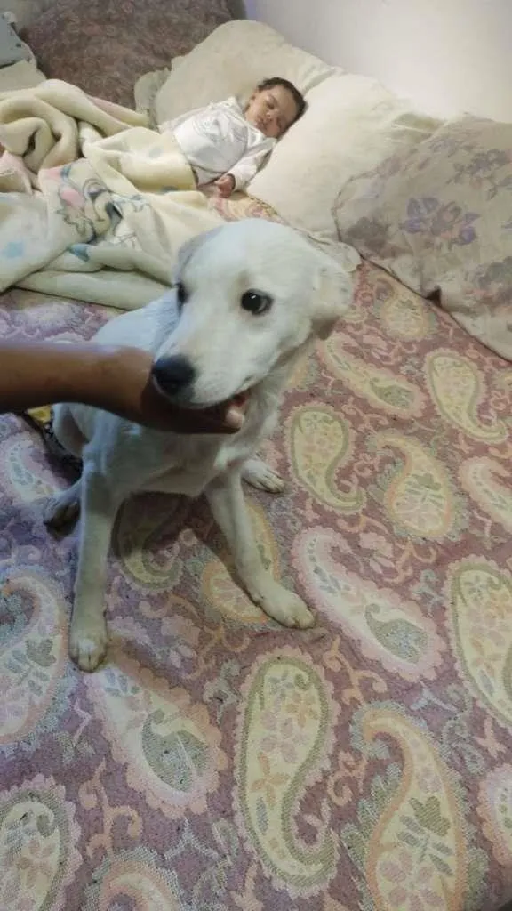 Cachorro ra a SRD-ViraLata idade 3 anos nome PIRATA