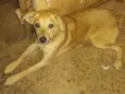 BOB