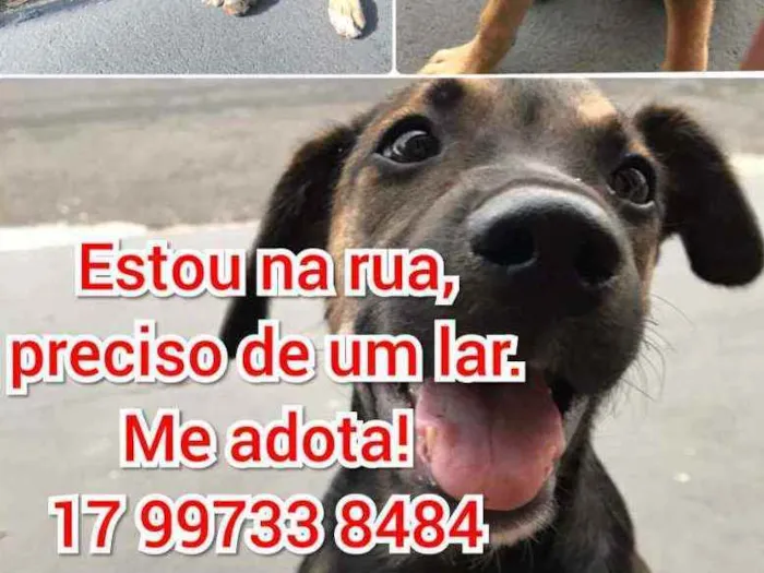 Cachorro ra a Srd idade 2 a 6 meses nome Amigão 