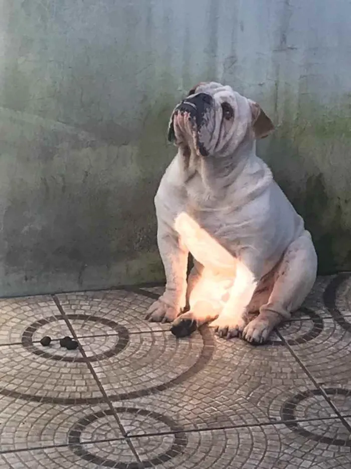 Cachorro ra a Bulldog Inglês  idade 4 anos nome Frederico 