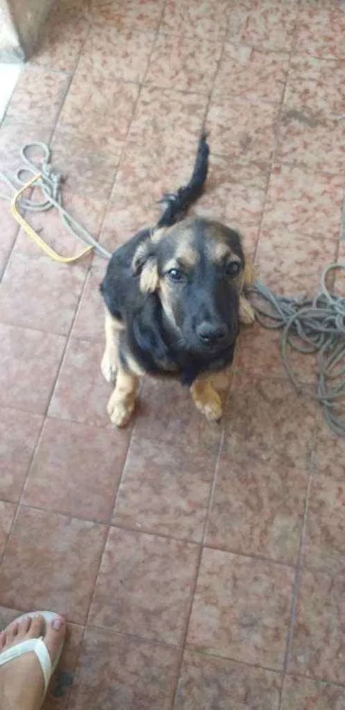 Cachorro ra a Srd idade 2 a 6 meses nome Sem.nome