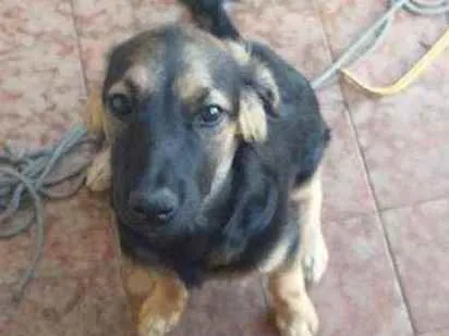 Cachorro ra a Srd idade 2 a 6 meses nome Sem.nome