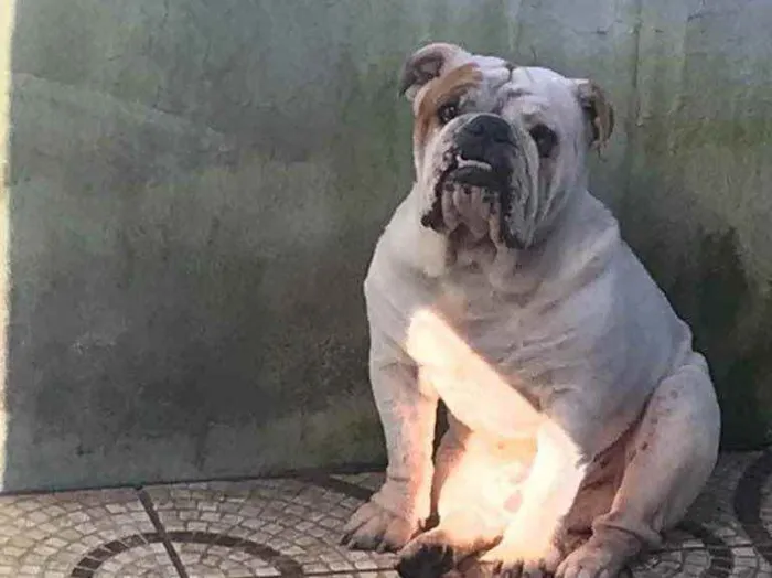 Cachorro ra a Bulldog Inglês  idade 4 anos nome Frederico 