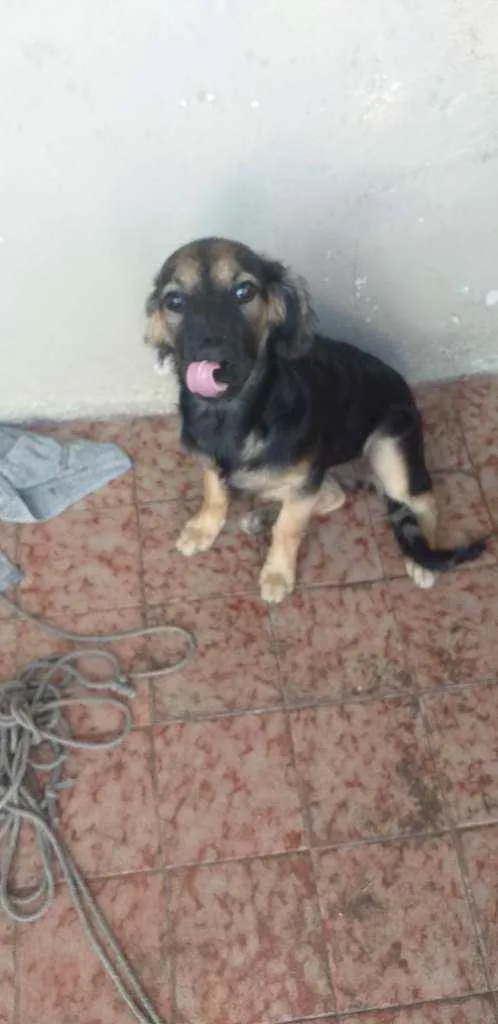 Cachorro ra a Srd idade 2 a 6 meses nome Sem.nome