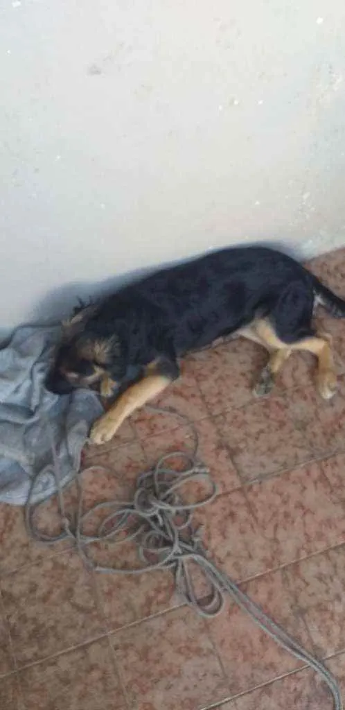 Cachorro ra a Srd idade 2 a 6 meses nome Sem.nome
