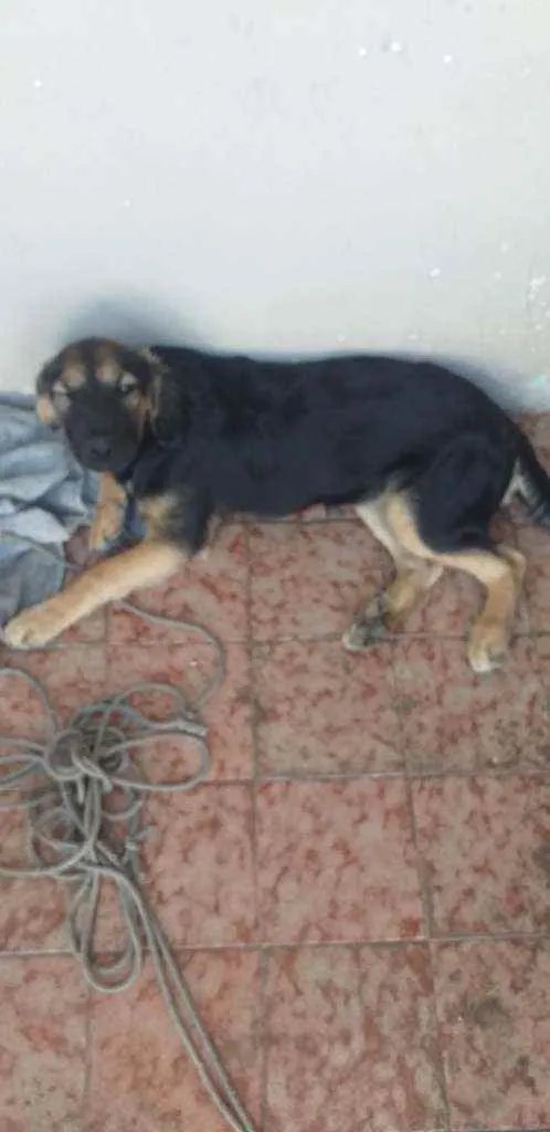 Cachorro ra a Srd idade 2 a 6 meses nome Sem.nome