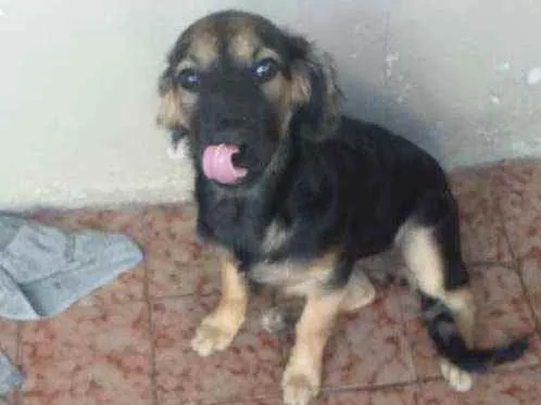 Cachorro ra a Srd idade 2 a 6 meses nome Sem.nome