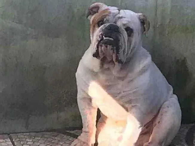 Cachorro ra a Bulldog Inglês  idade 4 anos nome Frederico 