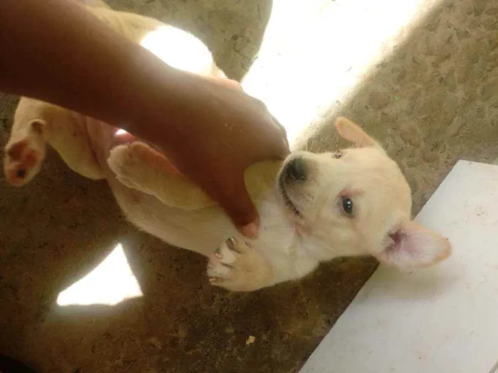 Cachorro raça Vira-lata idade Abaixo de 2 meses nome Cachorro