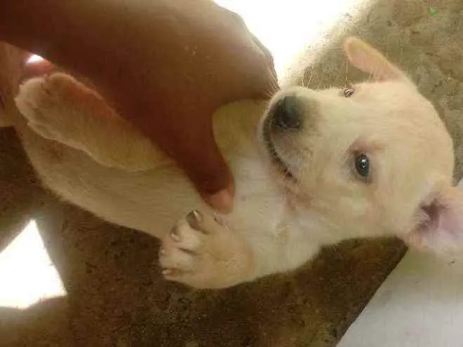Cachorro raça Vira-lata idade Abaixo de 2 meses nome Cachorro