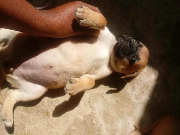 Cachorro raça Vira-lata idade Abaixo de 2 meses nome Cachorro