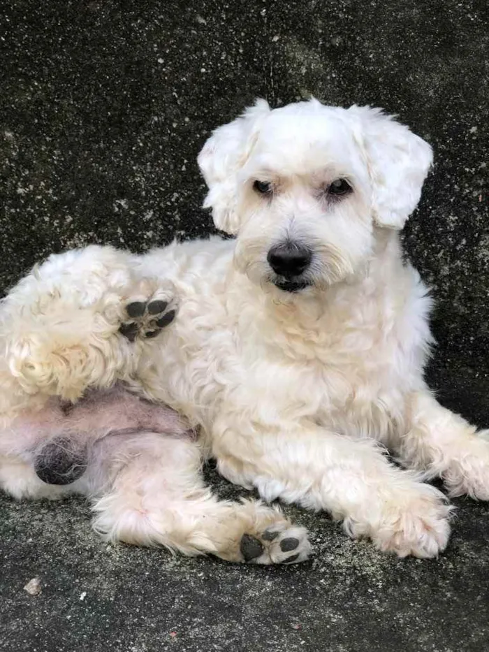 Cachorro ra a Não sei  idade  nome Murdock