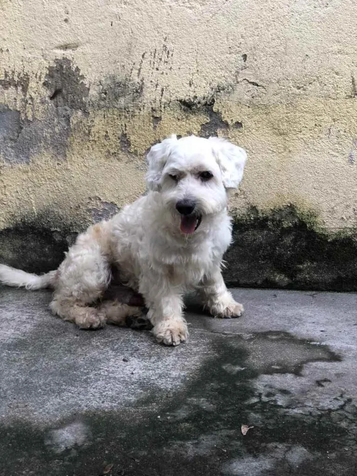 Cachorro ra a Não sei  idade  nome Murdock