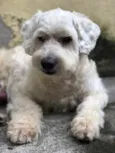 Murdock