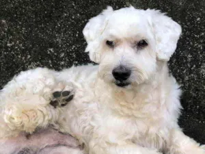 Cachorro raça Não sei  idade  nome Murdock