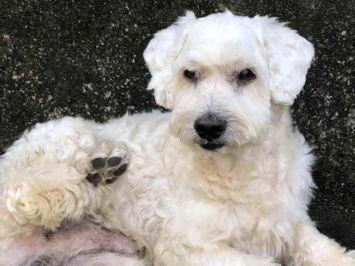 Cachorro ra a Não sei  idade  nome Murdock