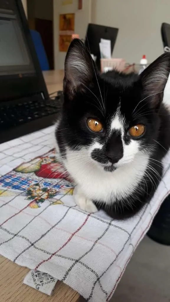 Gato raça SRD-ViraLata idade 2 a 6 meses nome Floquinho