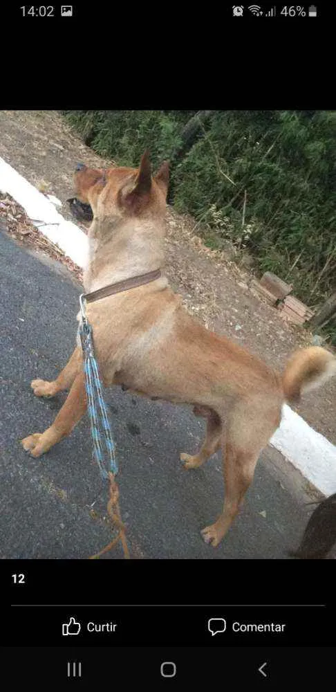 Cachorro ra a mestiço  idade 5 anos nome will