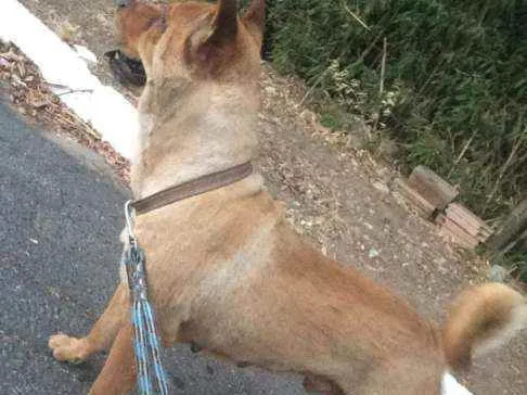 Cachorro ra a mestiço  idade 5 anos nome will