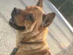 Cachorro raça mestiço  idade 5 anos nome will