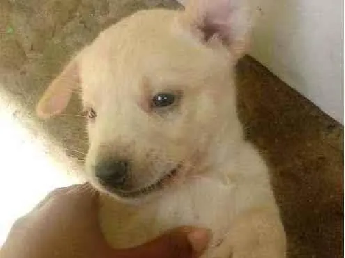 Cachorro raça Vira-lata idade Abaixo de 2 meses nome Cachorro