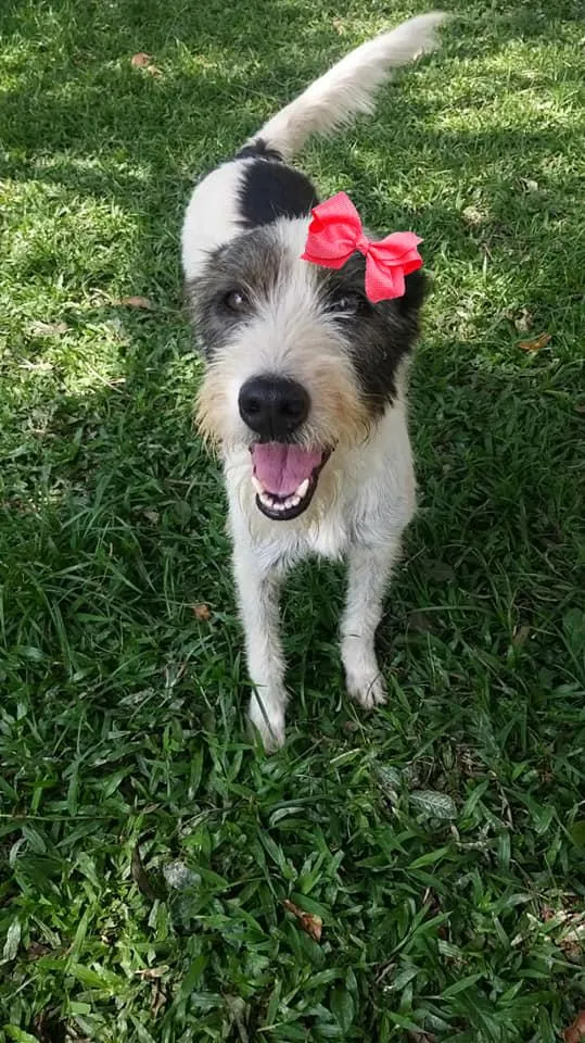 Cachorro ra a srd idade 2 anos nome Espoleta
