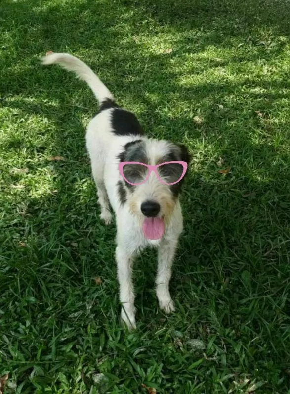 Cachorro ra a srd idade 2 anos nome Espoleta