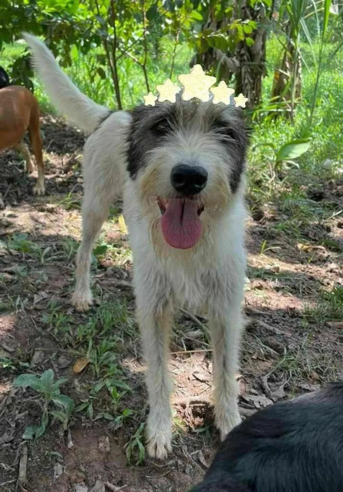 Cachorro ra a srd idade 2 anos nome Espoleta