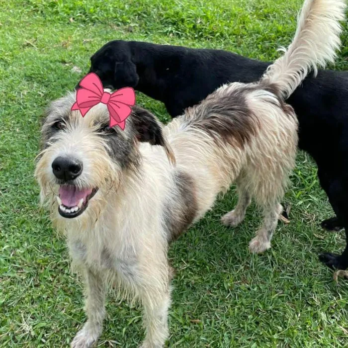 Cachorro ra a srd idade 2 anos nome Espoleta