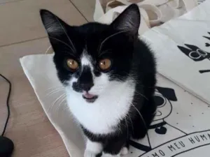 Gato raça SRD-ViraLata idade 2 a 6 meses nome Floquinho