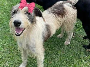 Cachorro raça srd idade 2 anos nome Espoleta