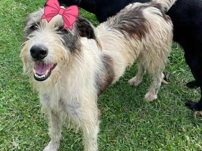 Cachorro ra a srd idade 2 anos nome Espoleta