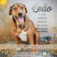 Leão