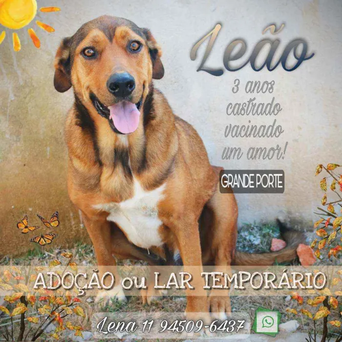 Cachorro ra a SRD idade 3 anos nome Leão