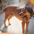 Leão