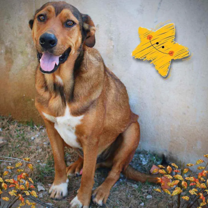 Cachorro ra a SRD idade 3 anos nome Leão