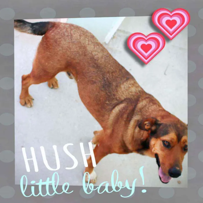 Cachorro ra a SRD idade 3 anos nome Leão