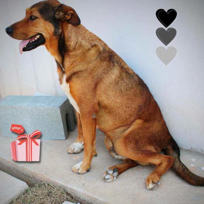 Cachorro ra a SRD idade 3 anos nome Leão
