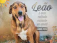 Leão