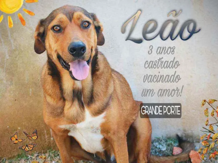 Cachorro ra a SRD idade 3 anos nome Leão