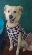 Cachorro raça Srd idade 2 anos nome Bebel