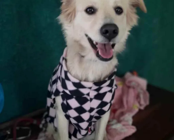 Cachorro raça Srd idade 2 anos nome Bebel