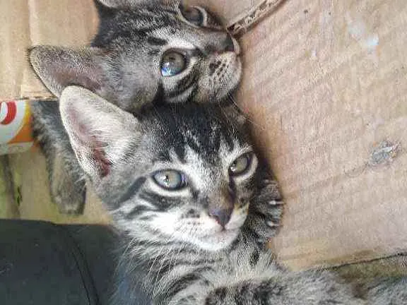 Gato ra a Sem raça  definida idade 2 a 6 meses nome Livre para escolher