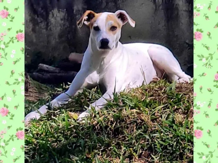 Cachorro ra a Srd idade 1 ano nome RICOTA
