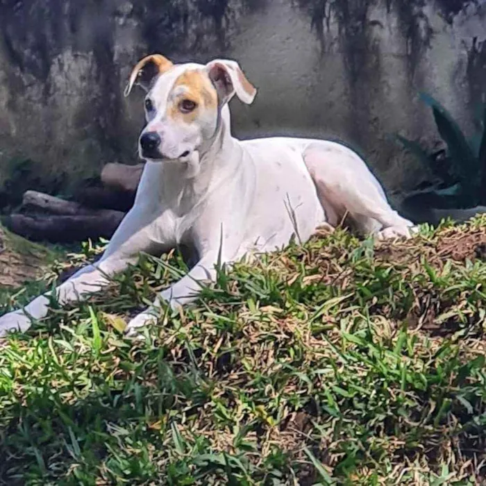 Cachorro ra a Srd idade 1 ano nome RICOTA
