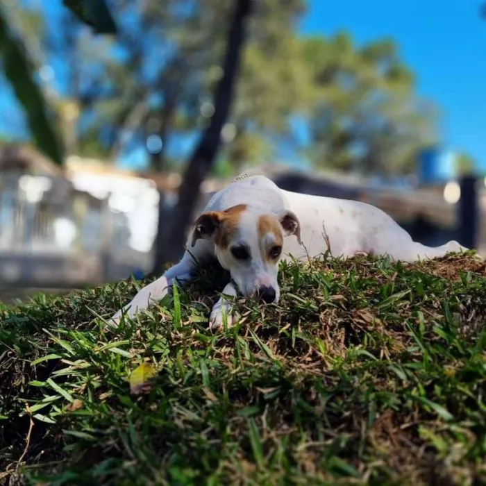Cachorro ra a Srd idade 1 ano nome RICOTA