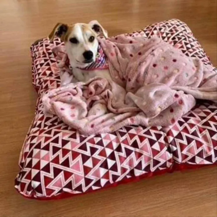 Cachorro ra a Srd idade 1 ano nome RICOTA