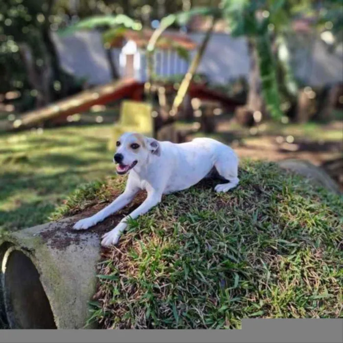 Cachorro ra a Srd idade 1 ano nome RICOTA