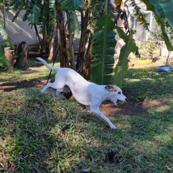 Cachorro ra a Srd idade 1 ano nome RICOTA